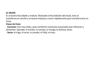 EL FRUTO
Es el ovario fecundado y maduro. Realizada la fecundación del óvulo, ésta se
transforma en semilla y el ovario empieza a crecer rápidamente para transformarse en
fruto.
Clases de fruto
- Carnosos: Son muy útiles, pues contienen sustancias azucaradas que refrescan y
alimentan. Ejemplo: el tomate, la naranja, el mango, la lechosa, otros.
- Secos: el trigo, el arroz, la caraota, el fríjol, el maíz.
 