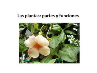 Las plantas: partes y funciones
 