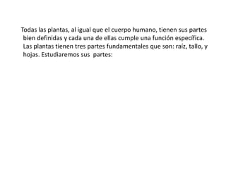 Todas las plantas, al igual que el cuerpo humano, tienen sus partes
bien definidas y cada una de ellas cumple una función específica.
Las plantas tienen tres partes fundamentales que son: raíz, tallo, y
hojas. Estudiaremos sus partes:
 