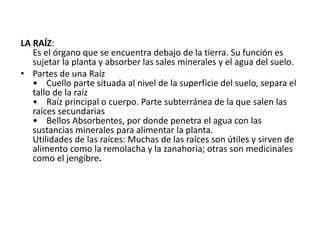 LA RAÍZ:
Es el órgano que se encuentra debajo de la tierra. Su función es
sujetar la planta y absorber las sales minerales y el agua del suelo.
• Partes de una Raíz
• Cuello parte situada al nivel de la superficie del suelo, separa el
tallo de la raíz
• Raíz principal o cuerpo. Parte subterránea de la que salen las
raíces secundarias
• Bellos Absorbentes, por donde penetra el agua con las
sustancias minerales para alimentar la planta.
Utilidades de las raíces: Muchas de las raíces son útiles y sirven de
alimento como la remolacha y la zanahoria; otras son medicinales
como el jengibre.
 