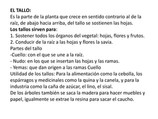 EL TALLO:
Es la parte de la planta que crece en sentido contrario al de la
raíz, de abajo hacia arriba, del tallo se sostienen las hojas.
Los tallos sirven para:
1. Sostener todos los órganos del vegetal: hojas, flores y frutos.
2. Conducir de la raíz a las hojas y flores la savia.
Partes del tallo
-Cuello: con el que se une a la raíz.
- Nudo: en los que se insertan las hojas y las ramas.
- Yemas: que dan origen a las ramas Cuello
Utilidad de los tallos: Para la alimentación como la cebolla, los
espárragos y medicinales como la quina y la canela, y para la
industria como la caña de azúcar, el lino, el sisal.
De los árboles también se saca la madera para hacer muebles y
papel, igualmente se extrae la resina para sacar el caucho.
 
