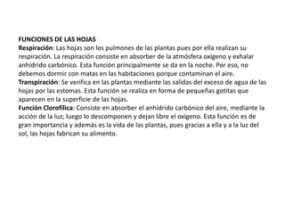 FUNCIONES DE LAS HOJAS
Respiración: Las hojas son los pulmones de las plantas pues por ella realizan su
respiración. La respiración consiste en absorber de la atmósfera oxígeno y exhalar
anhídrido carbónico. Esta función principalmente se da en la noche. Por eso, no
debemos dormir con matas en las habitaciones porque contaminan el aire.
Transpiración: Se verifica en las plantas mediante las salidas del exceso de agua de las
hojas por las estomas. Esta función se realiza en forma de pequeñas gotitas que
aparecen en la superficie de las hojas.
Función Clorofílica: Consiste en absorber el anhídrido carbónico del aire, mediante la
acción de la luz; luego lo descomponen y dejan libre el oxígeno. Esta función es de
gran importancia y además es la vida de las plantas, pues gracias a ella y a la luz del
sol, las hojas fabrican su alimento.
 