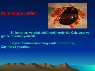 Bulunduğu yerler: Su kenarları ve otlak şeklindeki yerlerde, Çalı, çırpı ve gür ot bulunan yerlerde, Hayvan barınakları ve hayvanların üzerinde, Çayırlarda yaşarlar. 