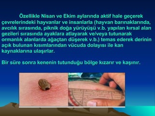   Özellikle Nisan ve Ekim aylarında aktif hale geçerek çevrelerindeki hayvanlar ve insanlarla (hayvan barınaklarında, avcılık sırasında, piknik doğa yürüyüşü v.b. yapılan kırsal alan gezileri sırasında ayaklara atlayarak ve/veya tutunarak ormanlık alanlarda ağaçtan düşerek v.b.) temas ederek derinin açık bulunan kısımlarından vücuda dolayısı ile kan kaynaklarına ulaşırlar. Bir süre sonra kenenin tutunduğu bölge kızarır ve kaşınır.   