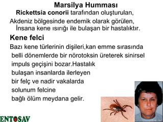 Marsilya Humması Rickettsia conorii  tarafından oluşturulan, Akdeniz bölgesinde endemik olarak görülen, İnsana kene ısırığı ile bulaşan bir hastalıktır. Kene felci  Bazı kene türlerinin dişileri,kan emme sırasında belli dönemlerde bir nörotoksin üreterek sinirsel impuls geçişini bozar.Hastalık bulaşan insanlarda ilerleyen  bir felç ve nadir vakalarda solunum felcine  bağlı ölüm meydana gelir.  