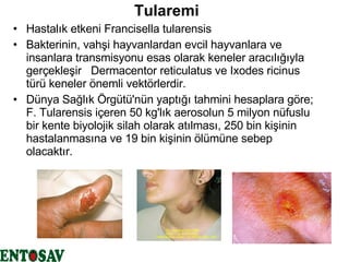 Tularemi Hastalık etkeni Francisella tularensis  Bakterinin, vahşi hayvanlardan evcil hayvanlara ve insanlara transmisyonu esas olarak keneler aracılığıyla gerçekleşir  Dermacentor reticulatus   ve Ixodes ricinus   türü keneler önemli vektörlerdir. Dünya Sağlık Örgütü'nün yaptığı tahmini hesaplara göre; F. Tularensis içeren 50 kg'lık aerosolun 5 milyon nüfuslu bir kente biyolojik silah olarak atılması, 250 bin kişinin hastalanmasına ve 19 bin kişinin ölümüne sebep olacaktır.  