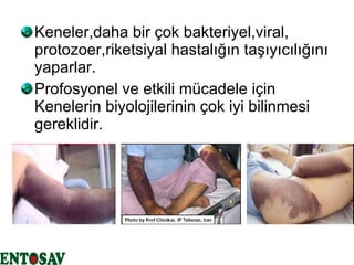Keneler,daha bir çok bakteriyel,viral, protozoer,riketsiyal hastalığın taşıyıcılığını yaparlar. Profosyonel ve etkili mücadele için Kenelerin biyolojilerinin çok iyi bilinmesi gereklidir. 