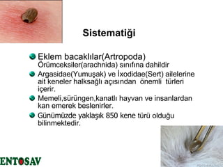 Sistematiği Eklem bacaklılar(Artropoda)  Örümceksiler(arachnida) sınıfına dahildir Argasidae(Yumuşak) ve İxodidae(Sert) ailelerine ait keneler halksağlı açısından  önemli  türleri içerir. Memeli,sürüngen,kanatlı hayvan ve insanlardan kan emerek beslenirler.  Günümüzde y aklaşık 850 kene  türü olduğu bilinmektedir. 