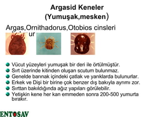 Argasid Keneler  (Yumuşak,mesken )  Argas,Ornithadorus,Otobios cinsleri bulunur Vücut yüzeyleri yumuşak bir deri ile örtülmüştür. Sırt üzerinde kitinden oluşan scutum bulunmaz. Genelde barınak içindeki çatlak ve yarıklarda bulunurlar. Erkek ve Dişi bir birine çok benzer dış bakıyla ayrımı zor. Sırttan bakıldığında ağız yapıları görülebilir. Yetişkin kene her kan emmeden sonra 200-500 yumurta bırakır. 