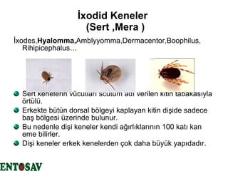 İxodid Keneler   (Sert ,Mera ) İxodes, Hyalomma, Amblyyomma,Dermacentor,Boophilus, Rihipicephalus… Sert kenelerin vücutları scutum adı verilen kitin tabakasıyla örtülü. Erkekte bütün dorsal bölgeyi kaplayan kitin dişide sadece baş bölgesi üzerinde bulunur. Bu nedenle dişi keneler kendi ağırlıklarının 100 katı kan eme bilirler. Dişi keneler erkek kenelerden çok daha büyük yapıdadır. 