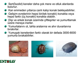 Sert(İsodid) keneler daha çok mera ve otluk alanlarda bulunur. Kan emmeden yıllarca canlı kalıp konak bekleyebilirler. Gelişim evrelerinin hepsi bir(tek konaklı) konakta veya hepsi farklı (üç konaklı) konakta olabilir. Dişi ve erkek konak üzerinde çiftleşirler ve yumurtlamak üzere meraya inerler.  Yumurtalarını ot, tahta aralarına ve ahır duvarlarına bırakırlar. Yumuşak kenelerden farklı olarak bir defada 3000-8000 yumurta bırakabilirler. 