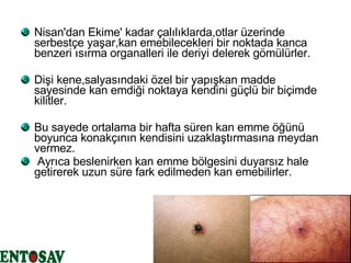 Nisan'dan Ekime' kadar çalılıklarda,otlar üzerinde serbestçe yaşar,kan emebilecekleri bir noktada kanca benzeri ısırma organalleri ile deriyi delerek gömülürler. Dişi kene,salyasındaki özel bir yapışkan madde sayesinde kan emdiği noktaya kendini güçlü bir biçimde kilitler. Bu sayede ortalama bir hafta süren kan emme öğünü boyunca konakçının kendisini uzaklaştırmasına meydan vermez. Ayrıca beslenirken kan emme bölgesini duyarsız hale getirerek uzun süre fark edilmeden kan emebilirler. 