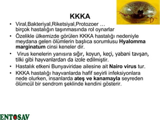 KKKA Viral,Bakteriyal,Riketsiyal,Protozoer …  birçok hastalığın taşınmasında rol oynarlar Özelikle ülkemizde görülen KKKA hastalığı nedeniyle meydana gelen ölümlerin başlıca sorumlusu  Hyalomma marginatum  cinsi keneler dir. Virus kenelerin yanısıra  sığır, koyun, keçi, yabani tav ş an, tilki gibi hayvanlardan da izole edil miştir. Hastalık etkeni Bunyaviridae ailesine ait  Nairo virus  tur. KKKA hastalığı hayvanlarda hafif seyirli infeksiyonlara nede olurken, insanlarda  ateş ve kanamayla  seyreden ölümcül bir sendrom şeklinde kendini gösterir.  
