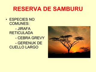 RESERVA DE SAMBURU ESPECIES NO COMUNES: - JIRAFA RETICULADA - CEBRA GREVY - GERENUK DE CUELLO LARGO 
