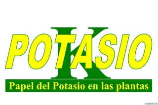 KPapel del Potasio en las plantas
 