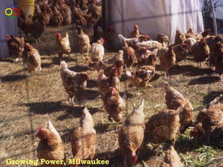 Growing Power, Milwaukee
 