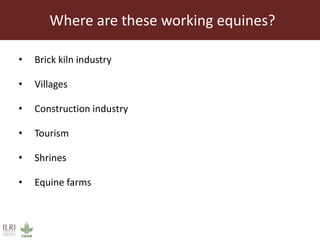 Role and contribution of working equines in India