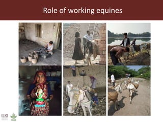 Role and contribution of working equines in India