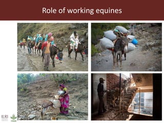 Role and contribution of working equines in India