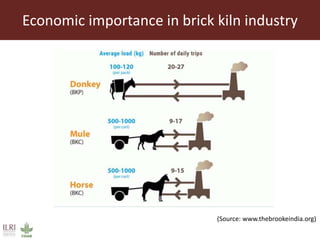 Role and contribution of working equines in India