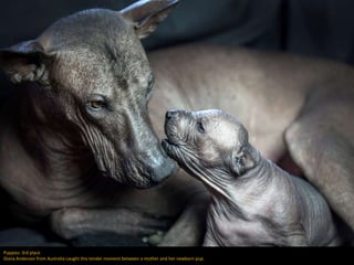 Kennel Club: Dog Photographer of the Year