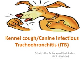 Kennel cough/Canine Infectious
Tracheobronchitis (ITB)
Submitted by: Dr. Kanwarpal Singh Dhillon
M.V.Sc (Medicine)
 