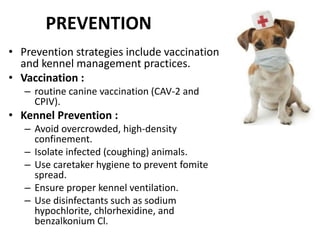 PREVENTION
• Prevention strategies include vaccination
and kennel management practices.
• Vaccination :
– routine canine vaccination (CAV-2 and
CPIV).
• Kennel Prevention :
– Avoid overcrowded, high-density
confinement.
– Isolate infected (coughing) animals.
– Use caretaker hygiene to prevent fomite
spread.
– Ensure proper kennel ventilation.
– Use disinfectants such as sodium
hypochlorite, chlorhexidine, and
benzalkonium Cl.
 