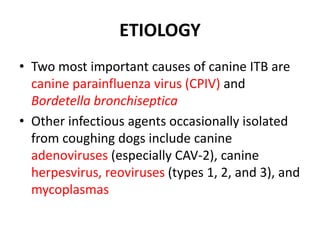 ETIOLOGY
• Two most important causes of canine ITB are
canine parainfluenza virus (CPIV) and
Bordetella bronchiseptica
• Other infectious agents occasionally isolated
from coughing dogs include canine
adenoviruses (especially CAV-2), canine
herpesvirus, reoviruses (types 1, 2, and 3), and
mycoplasmas
 