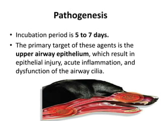 Pathogenesis
• Incubation period is 5 to 7 days.
• The primary target of these agents is the
upper airway epithelium, which result in
epithelial injury, acute inflammation, and
dysfunction of the airway cilia.
 