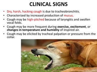 CLINICAL SIGNS
• Dry, harsh, hacking cough is due to tracheobronchitis.
• Characterized by increased production of mucus.
• Cough may be high-pitched because of laryngitis and swollen
vocal folds.
• Cough may be more frequent during exercise, excitement, or
changes in temperature and humidity of inspired air.
• Cough may be elicited by tracheal palpation or pressure from the
collar.
 