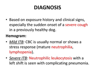 DIAGNOSIS
• Based on exposure history and clinical signs,
especially the sudden onset of a severe cough
in a previously healthy dog.
Hemogram:
• Mild ITB: CBC is usually normal or shows a
stress response (mature neutrophilia,
lymphopenia).
• Severe ITB: Neutrophilic leukocytosis with a
left shift is seen with complicating pneumonia.
 