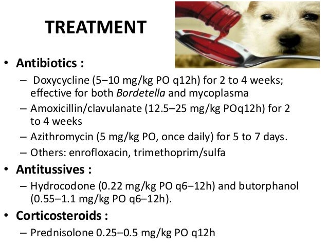 medicine for dogs with kennel cough