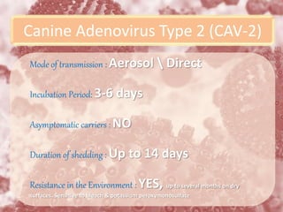 Canine Adenovirus Type 2 (CAV-2)
Mode of transmission : Aerosol  Direct
Incubation Period: 3-6 days
Asymptomatic carriers : NO
Duration of shedding : Up to 14 days
Resistance in the Environment : YES, up to several months on dry
surfaces. Sensitive to bleach & potassium peroxymonosulfate
 