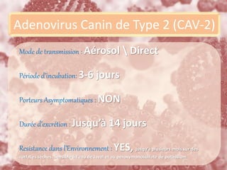 Adenovirus Canin de Type 2 (CAV-2)
Mode de transmission : Aérosol  Direct
Période d’incubation: 3-6 jours
Porteurs Asymptomatiques : NON
Durée d’excrétion : Jusqu’à 14 jours
Resistance dans l’Environnement : YES, jusqu’à plusieurs mois sur des
surfaces sèches. Sensible à l’eau de Javel et au peroxymonosulfate de potassium
 