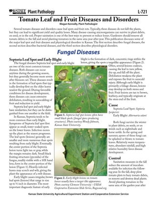 Plant Pathology                                                                                         L-721
        Tomato Leaf and Fruit Diseases and Disorders
                                              Megan Kennelly, Plant Pathologist
    Several tomato diseases and disorders cause leaf spots and fruit rots. Typically, these diseases do not kill the plants,
but they can lead to significant yield and quality losses. Many disease-causing microorganisms can survive in plant debris,
on seed, or in the soil. Proper sanitation is one of the best ways to prevent or reduce losses. Gardeners should remove all
tomato debris in the fall and avoid planting tomatoes in the same area year after year. This publication discusses some of
the major leaf spot and fruit diseases and physiological disorders in Kansas. The first section describes fungal diseases, the
second section describes bacterial diseases, and the third section describes physiological disorders.

                                            Fungal Diseases
Septoria Leaf Spot and Early Blight                               blight is the formation of dark, concentric rings within the
     The fungal diseases Septoria leaf spot and early blight      lesion, giving the spots a targetlike appearance (Figure 2).
are two of the most common tomato                                                            Often, several lesions coalesce,
diseases. Both diseases can occur                                                            causing the leaf to turn yellow,
anytime during the growing season,                                                           dry up, and fall off the plant.
but they generally become more severe                                                        Defoliation weakens the plant
after blossom-set. These diseases result                                                     and exposes the fruit to sunscald
in the formation of leaf spots that typ-                                                     injury. Although early blight is
ically develop first on the older leaves                                                     primarily a foliage disease, lesions
nearest the ground. During favorable                                                         may develop on both stems and
conditions for disease development,                                                          fruit. Fruit lesions are tan to brown,
these diseases can cause extensive                                                           leathery, and typically originate at
defoliation, resulting in sunscalding of                                                     the stem end of the fruit.
fruit and reduction in yield.
     Septoria leaf spot and early blight                                                      Cause
have similarities, but they can be distin-                                                         Septoria Leaf Spot: Septoria
guished from one another in the field.                                                        lycopersici
                                           Figure 1. Septoria leaf spot lesions often have         Early Blight: Alternaria solani
     In Kansas, Septoria tends to be
                                           small black specks (fungal spore-producing
more common than early blight.
                                           structures). Photo courtesy Wendy Johnson,              Both fungi survive the winter
Symptoms of Septoria leaf spot first
                                           Kansas State University.                           in plant debris, on seeds, or on
appear as small, water-soaked spots
on the lower leaves. Infection moves                                                          weeds such as nightshade and
up the plant as the season progresses.                                                        horse nettle. In the spring and
The leaf spots (lesions) generally are                                                        summer, spores of these fungi can
smaller and more numerous than spots                                                          be splashed or blown to tomato
resulting from early blight. Eventually                                                       leaves. Relatively warm tempera-
the center portion of the Septoria                                                            tures, abundant rainfall, and high
lesion turns light tan or gray, while                                                         relative humidity favor disease
the margin remains dark. Small black                                                          development.
fruiting structures (pycnidia) of the
fungus, readily visible with a 10X hand
                                                                                              Control
                                                                                                   Sanitation measures in the fall
lens, form in the center portion of the
                                                                                              reduce the amount of inoculum
lesion (Figure 1). Heavily infected
                                                                                              available for infection the follow-
leaves may scorch and wilt, giving the
                                                                                              ing year. In the fall, deep plow
plant the appearance of a wilt disease.
                                                                                              tomato plots to bury tomato debris,
     Early blight causes irregular, brown Figure 2. Early blight lesions on tomato
                                                                                              or remove and destroy dead plants.
leaf spots (lesions) that range in size    leaves usually have a target-like appearance.      Avoid planting tomatoes in the
up to ½ inch in diameter. The most         Photo courtesy Clemson University - USDA           same area of the garden year after
important diagnostic feature of early      Cooperative Extension Slide Series, Bugwood.org.

                 Kansas State University Agricultural Experiment Station and Cooperative Extension Service
 