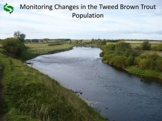 Monitoring Changes in the Tweed Brown Trout
Population
 