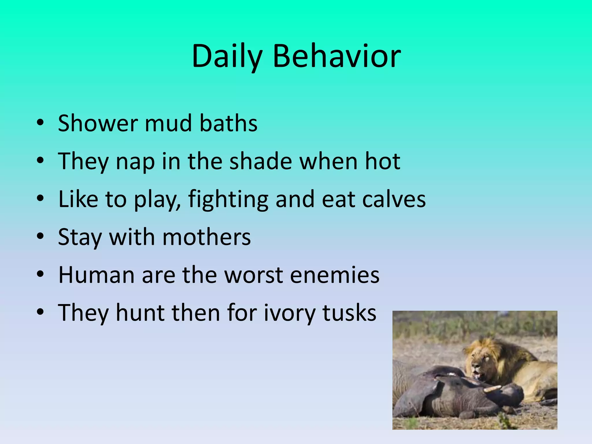 Daily Behavior
• Shower mud baths
• They nap in the shade when hot
• Like to play, fighting and eat calves
• Stay with mothers
• Human are the worst enemies
• They hunt then for ivory tusks