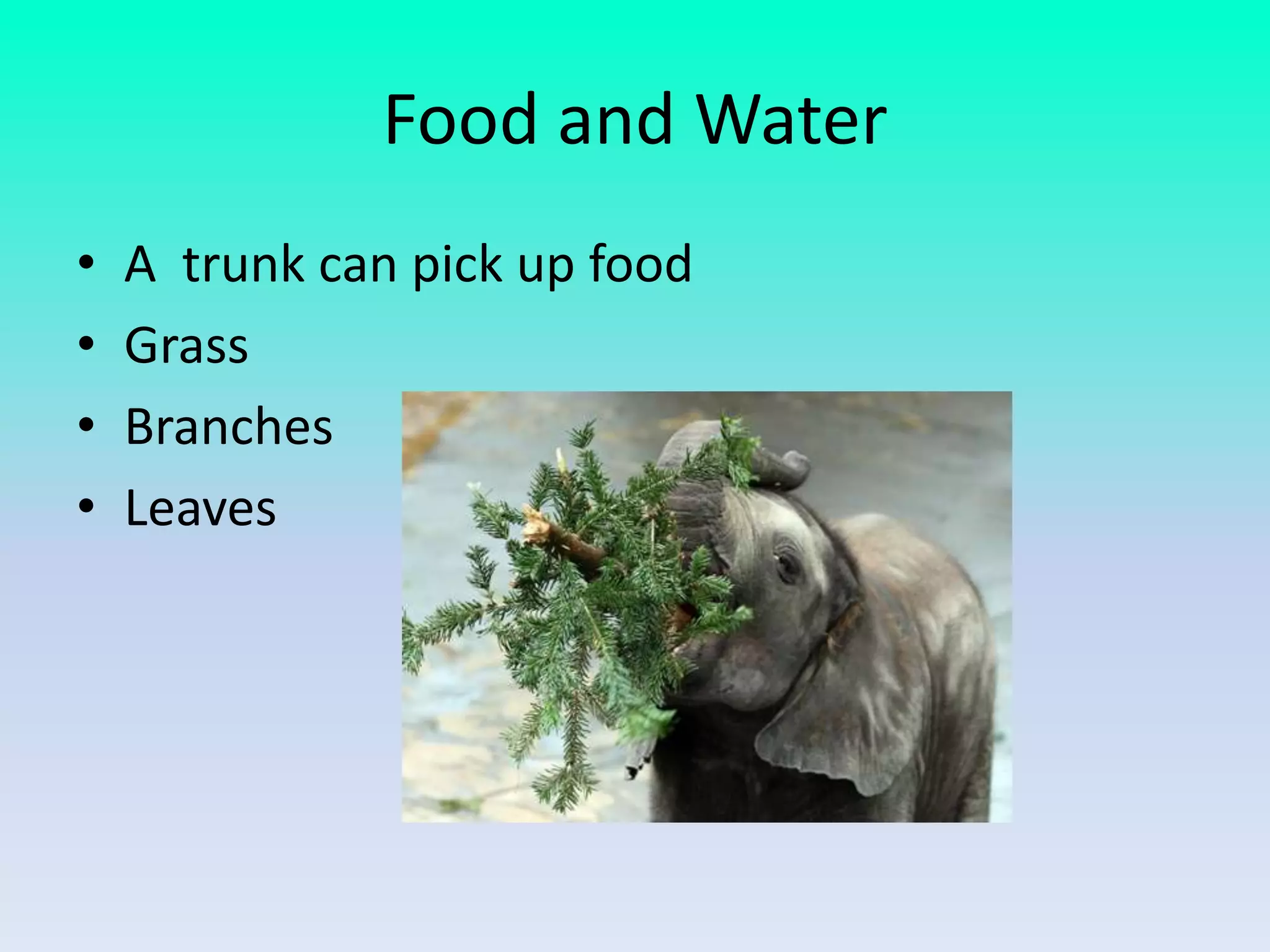 Food and Water
• A trunk can pick up food
• Grass
• Branches
• Leaves