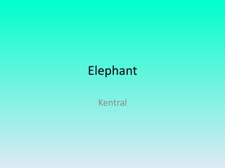 Elephant

 Kentral
 