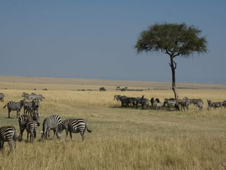 Kenya 
