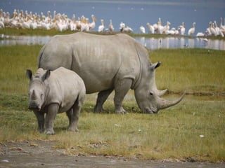 Kenya 