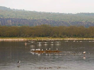 Kenya 