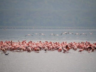 Kenya 