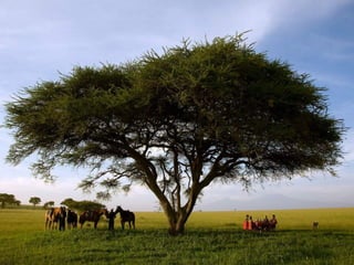 Kenya 