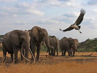 Kenya 