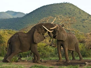 Kenya 