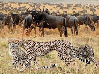 Kenya 