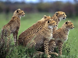 Kenya 