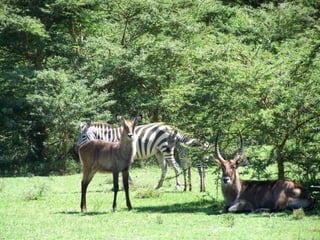 Kenya 