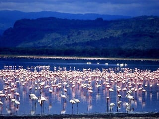 Kenya 